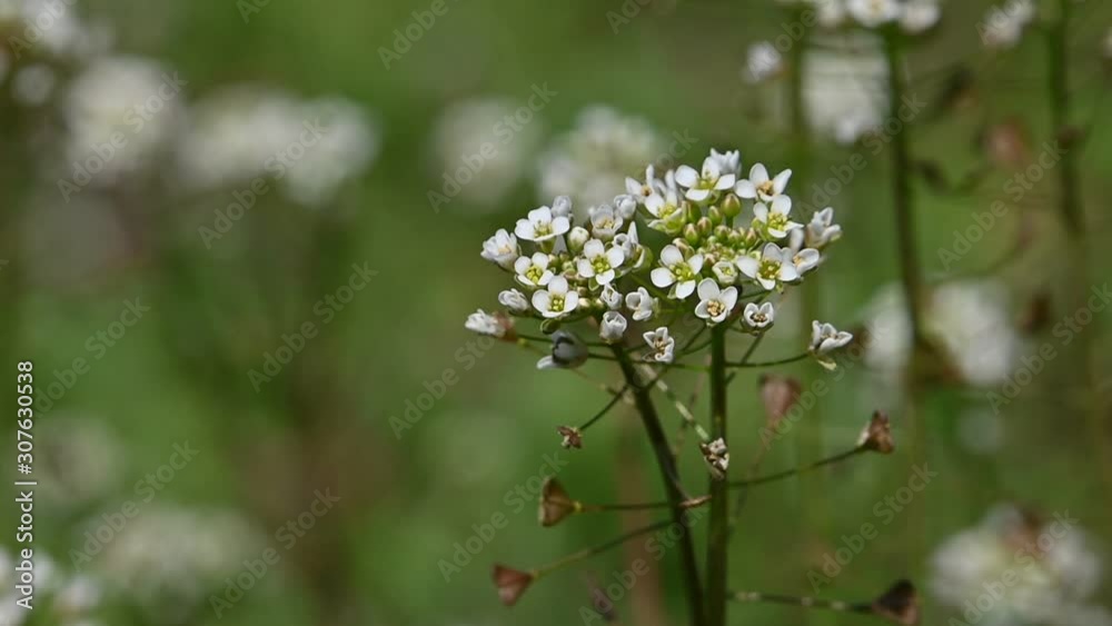 Close up white Capsella flowers in green grass Close up white Capsella flowers in green grass