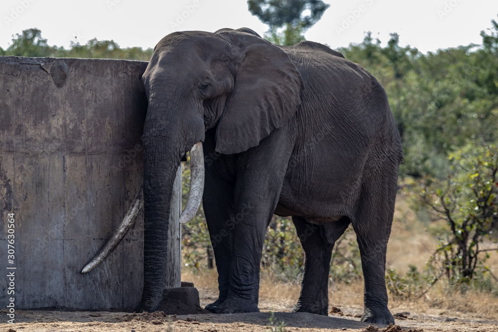 Fototapeta premium elephant resting 