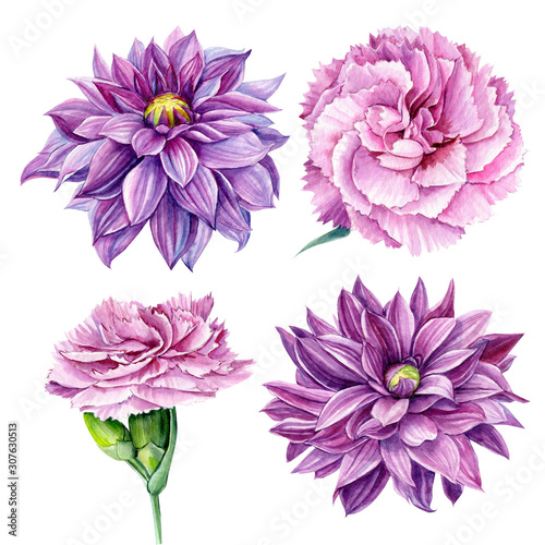 Fényképezés set of beautiful carnation and purple dahlia flowers on an isolated white backgr