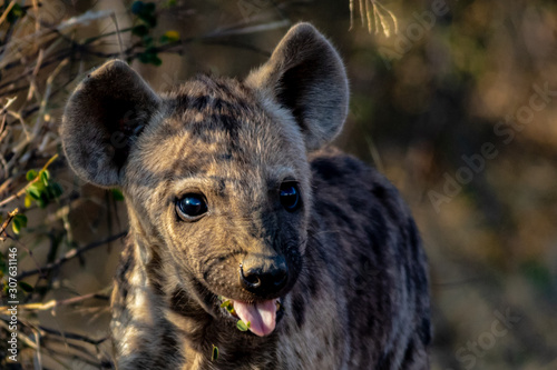 hyena in Africa