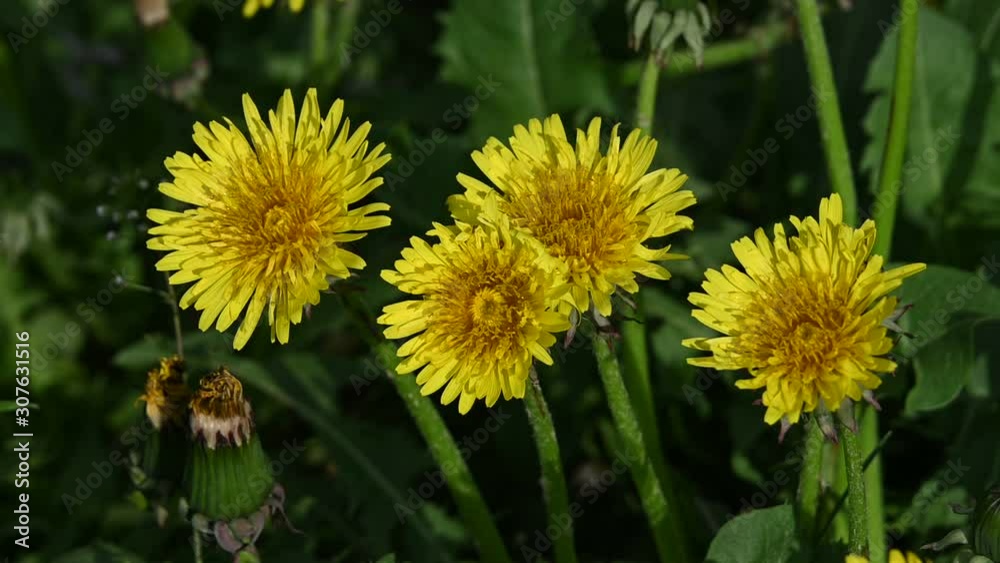 Close up yellow dandelion flowers in green grass Close up yellow dandelion flowers in green grass