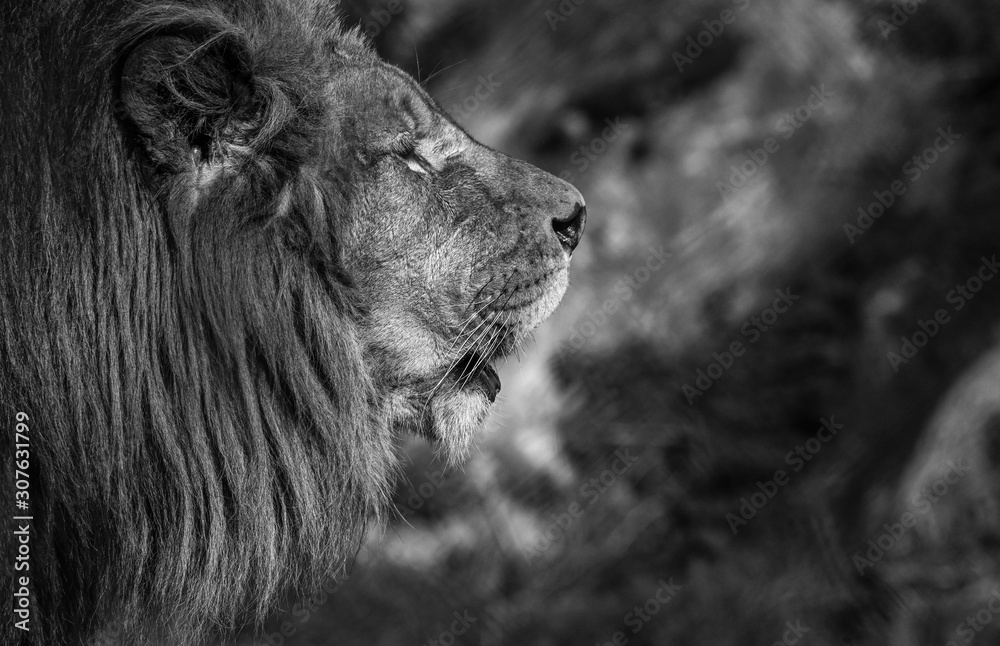 Fototapeta premium Lion