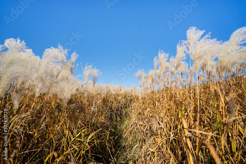 Japanese pampas grass          