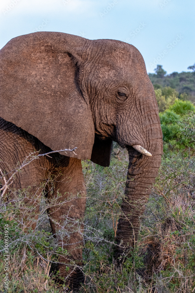 Elephant in in Bush