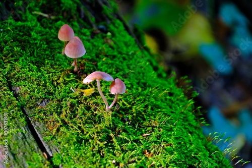 Small wild mushrooms with green moss cover an old trunk.