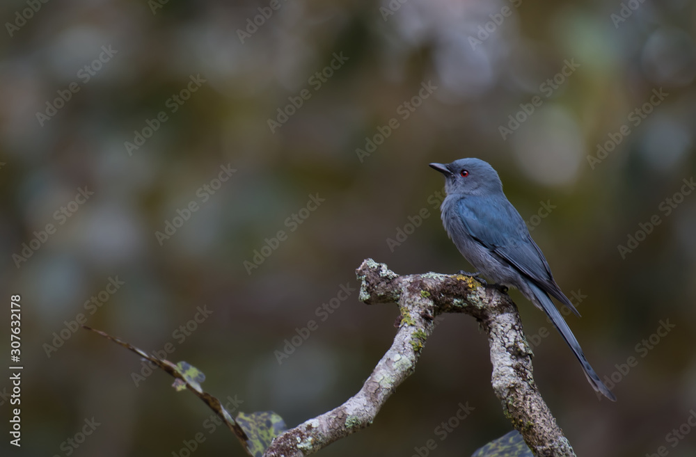 Ashy Drongo on branch in nature.