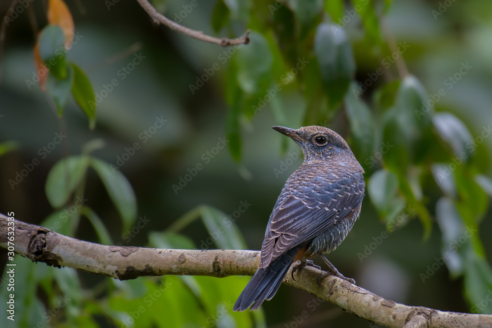 Blue Rock-Thrush on branch in nature. Blue Rock-Thrush on branch in nature.
