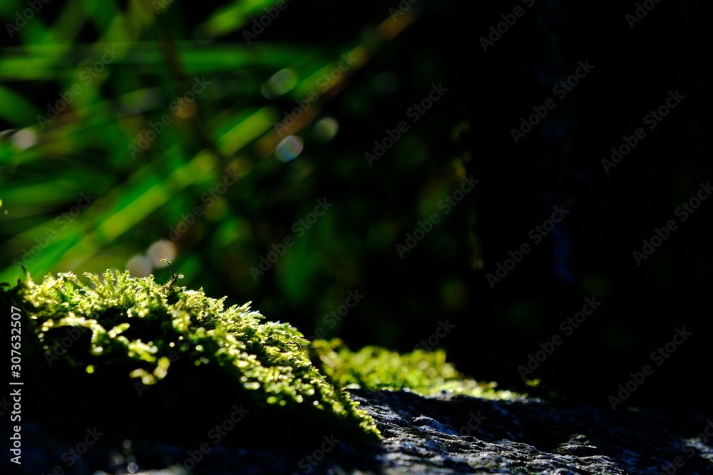 Warm sunlight on green moss cover an old trunk with blurred green and black background. Warm sunlight on green moss cover an old trunk with blurred green and black background.