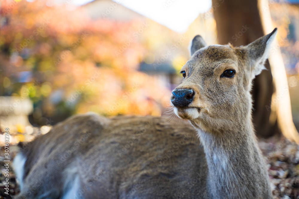 Nara park Deer  奈良公園　シカ