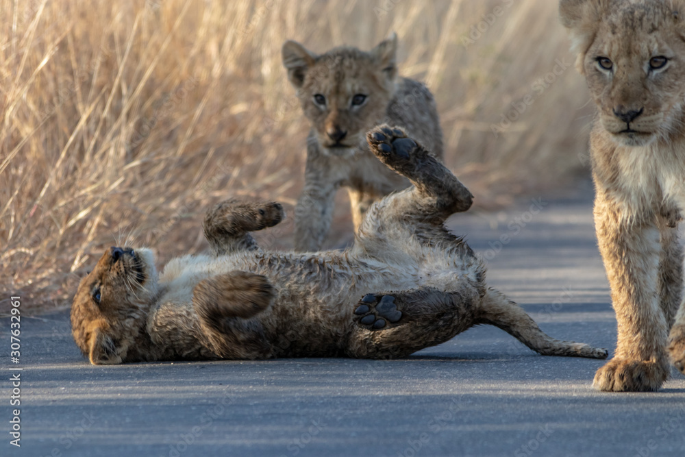 Obraz premium Lion Cubs on road