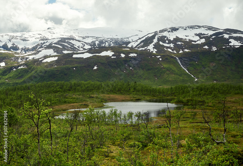 Northern summer landscape with mountains  forest at the foreground and mountain peak on the background. Senja Island  Troms County  Norway.