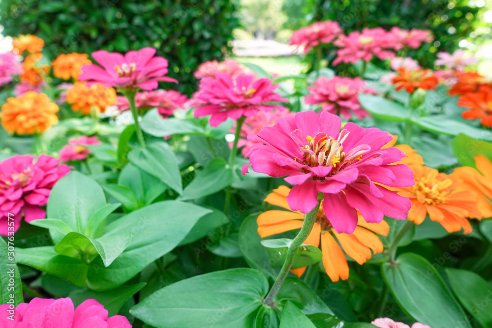 Pink Zinnia elegans flower in the field.