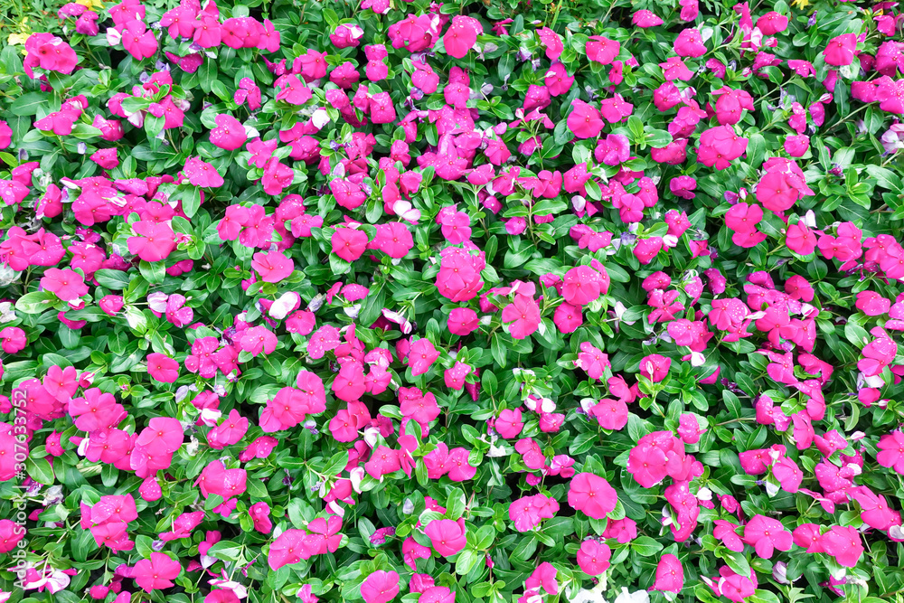Bright pink impatiens hawkeri flowers Bright pink impatiens hawkeri flowers