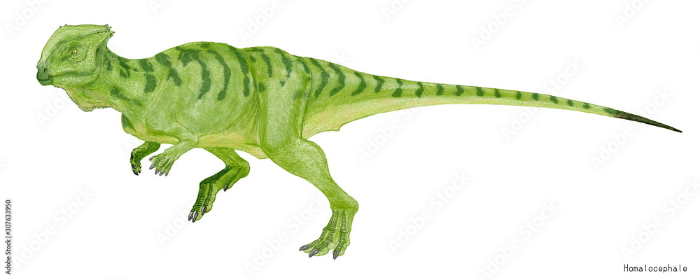Naklejka premium 白亜紀後期のモンゴルに生息。頭骨に特徴のある堅頭亜目はこのホマロケファレ科と棘が多いパキケファロ科に分かれるが、ホマロケファレはパキケファロ科の恐竜に比して頭頂の骨は薄く、平板であった。腰の骨は後者に比して以上に幅が広い。ホマロケファレは「平たい頭」という意味。植物食