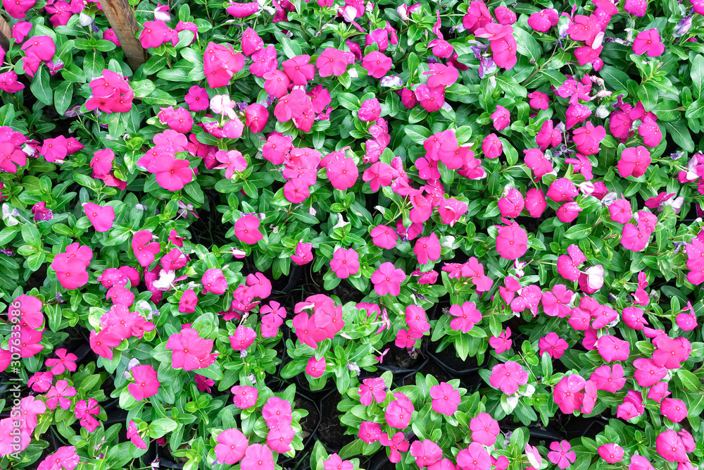 Fototapeta premium Bright pink impatiens hawkeri flowers