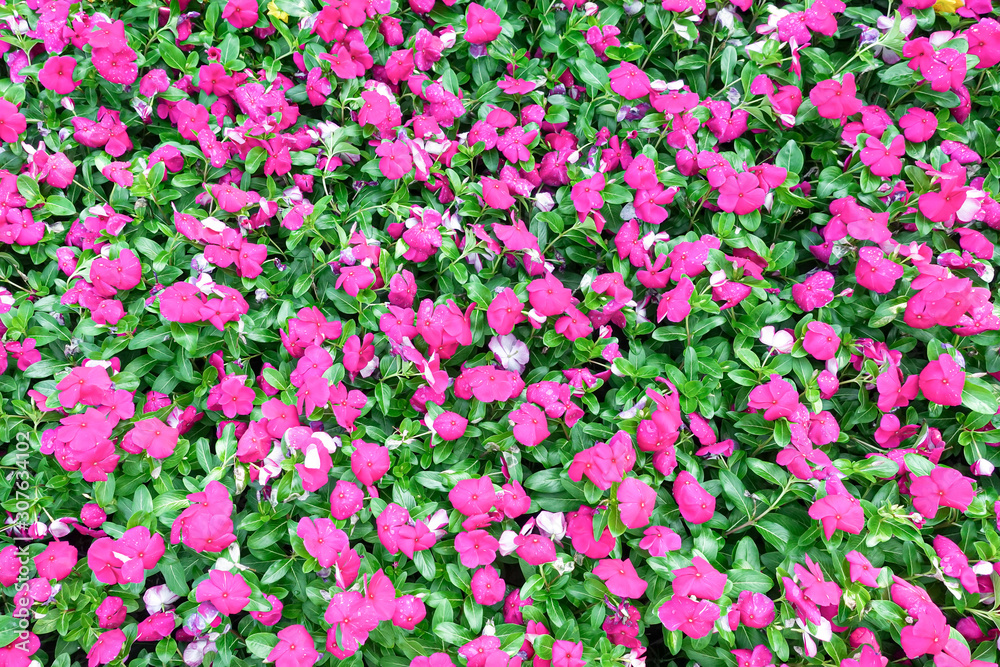 Bright pink impatiens hawkeri flowers