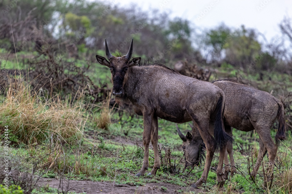 Wildebeest on grass Wildebeest on grass