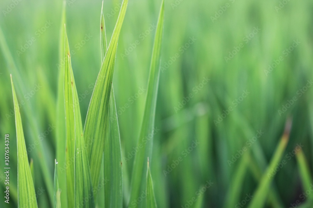 closeup of green grass