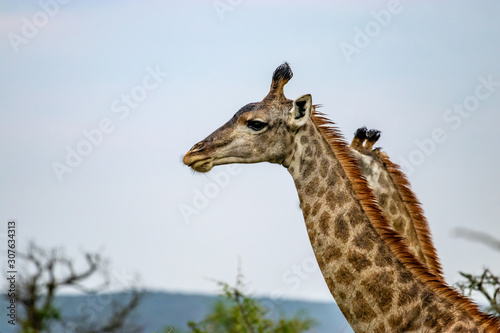 Fototapeta Naklejka Na Ścianę i Meble -  Giraffe in the bush