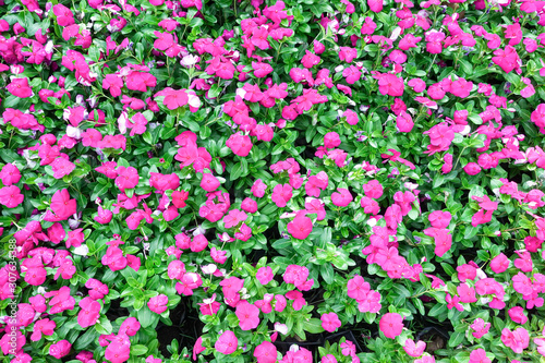 Bright pink impatiens hawkeri flowers