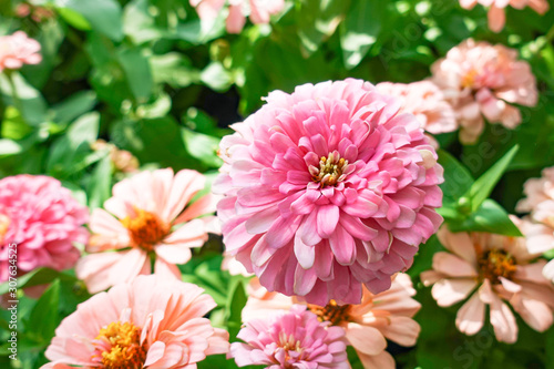 Pink Zinnia elegans flower in the field.