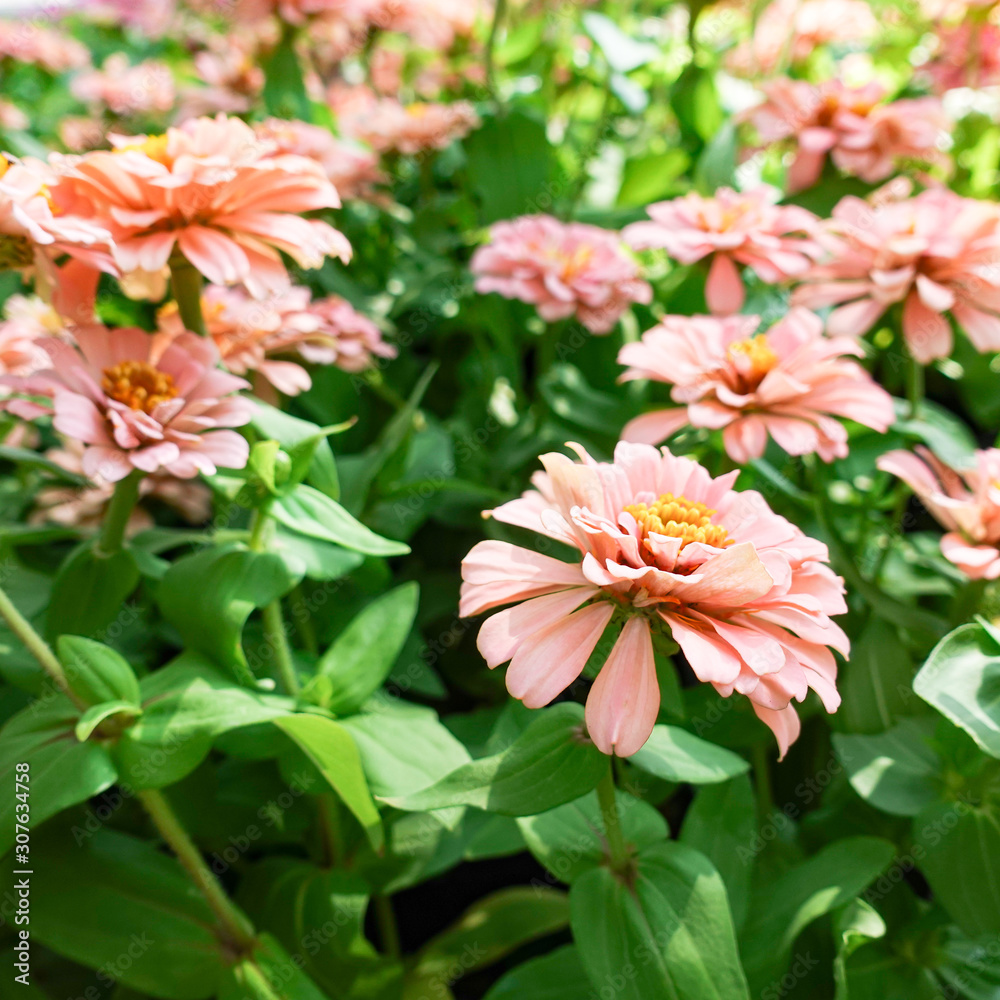 Pink Zinnia elegans flower in the field. Pink Zinnia elegans flower in the field.