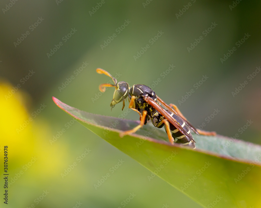 fly on leaf fly on leaf