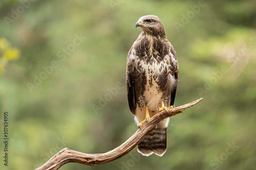 Buzzard, Common Buzzard. Buteo buteo