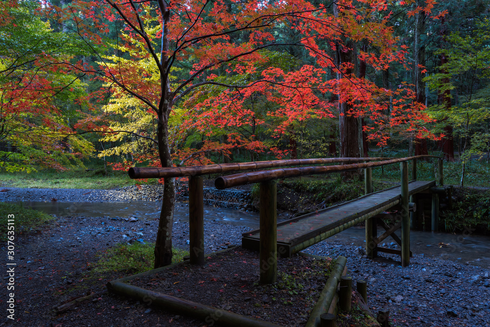 Bamboo bridge at autumn shrine forest in Japan