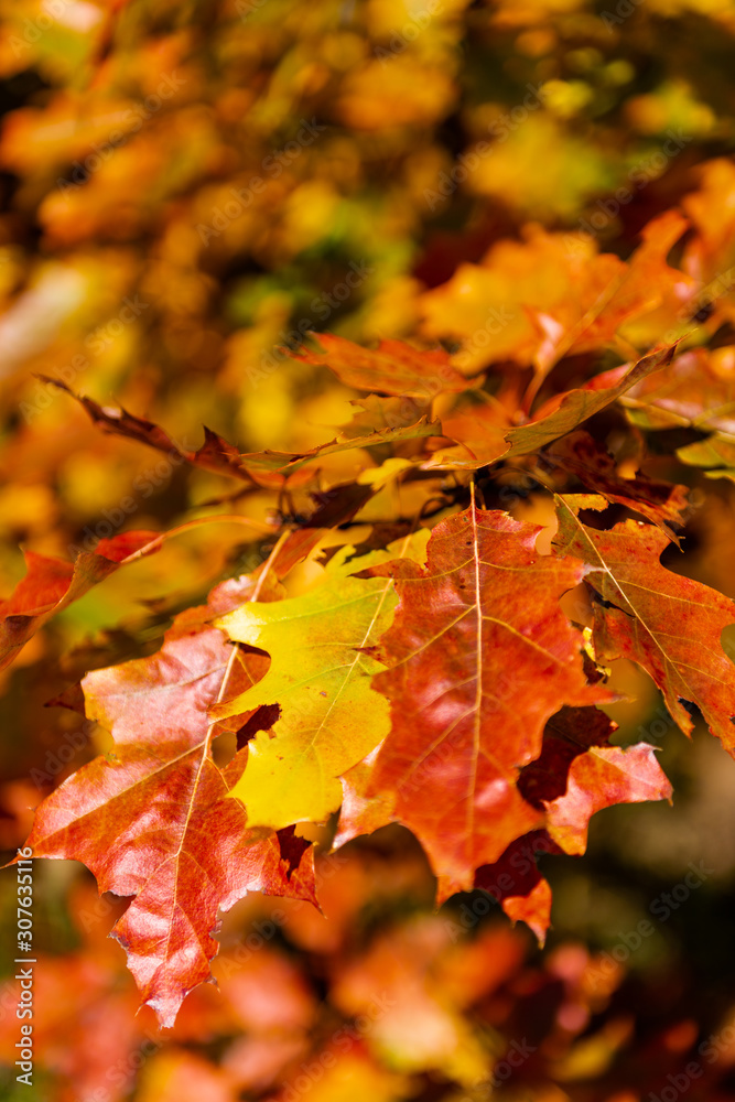 Golden Polish Autumn, oak maple leaves in forest, Poland October 2019 Golden Polish Autumn, oak maple leaves in forest, Poland October 2019