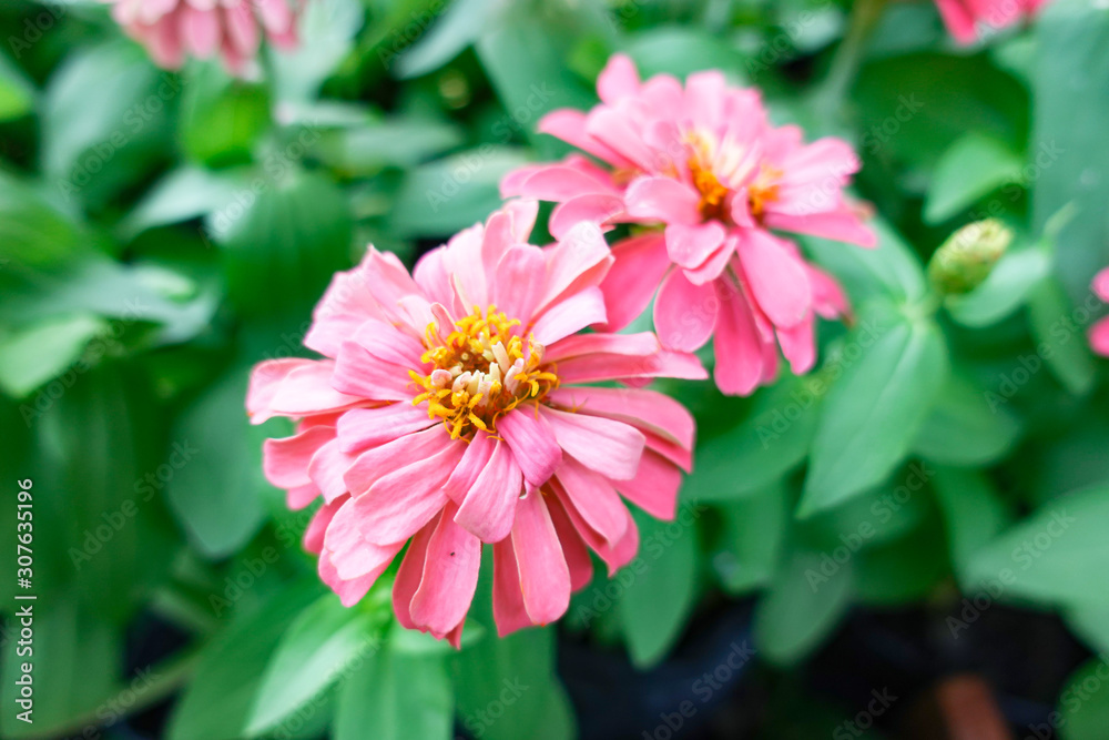 Fototapeta premium Pink Zinnia elegans flower in the field.