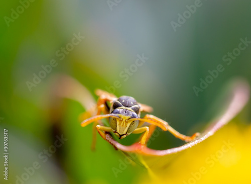 fly on flower