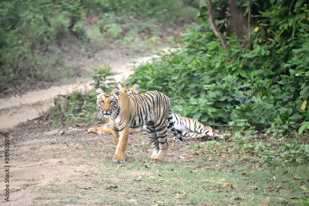 Fototapeta premium Jim Corbett tiger reserve forest, India