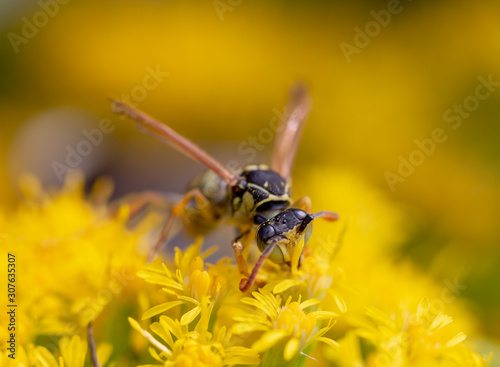 bee on flower © PLATITSIN BORIS