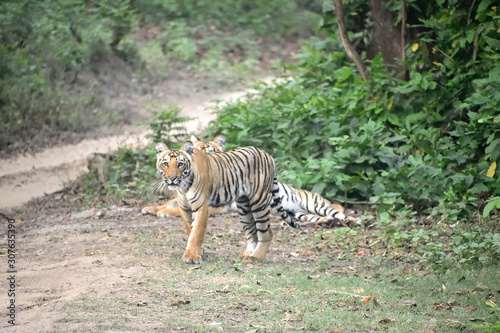 Jim Corbett tiger reserve forest  India