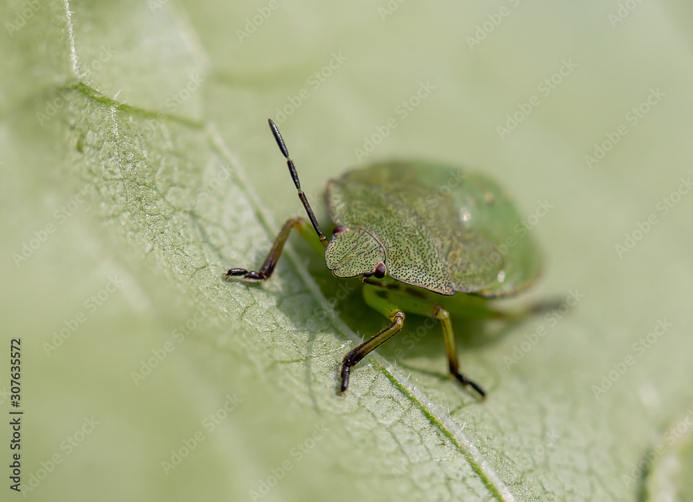 green bug on leaf green bug on leaf