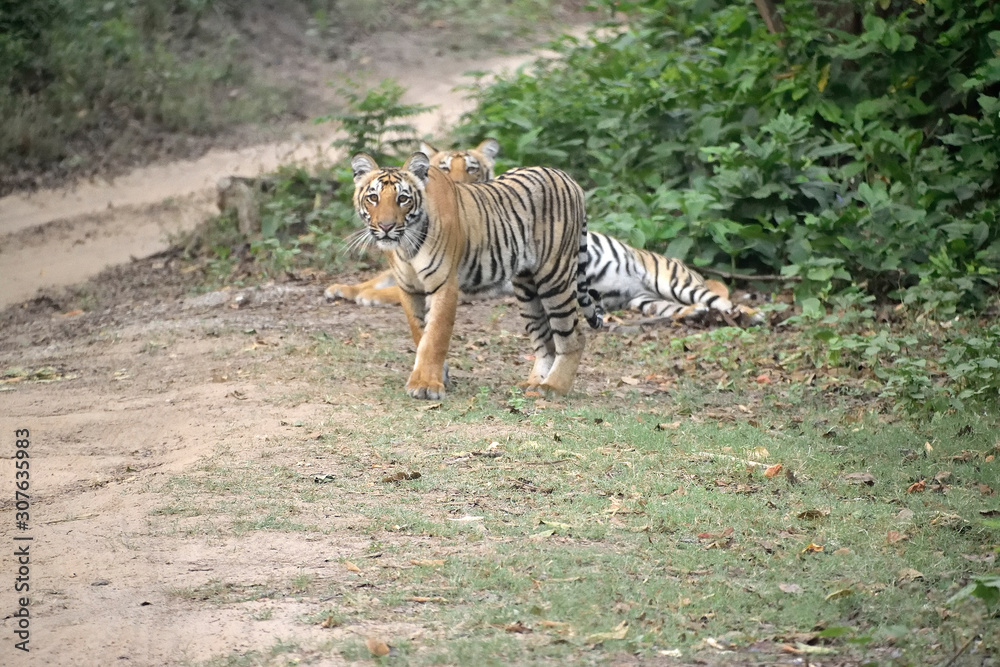Fototapeta premium Jim Corbett tiger reserve forest, India