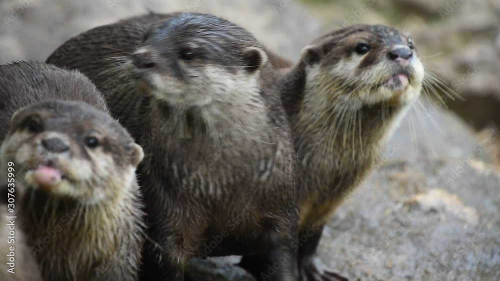 Several river otters run and scream on rocks Several river otters run and scream on rocks