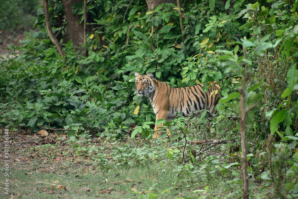 Fototapeta premium Jim Corbett tiger reserve forest, India