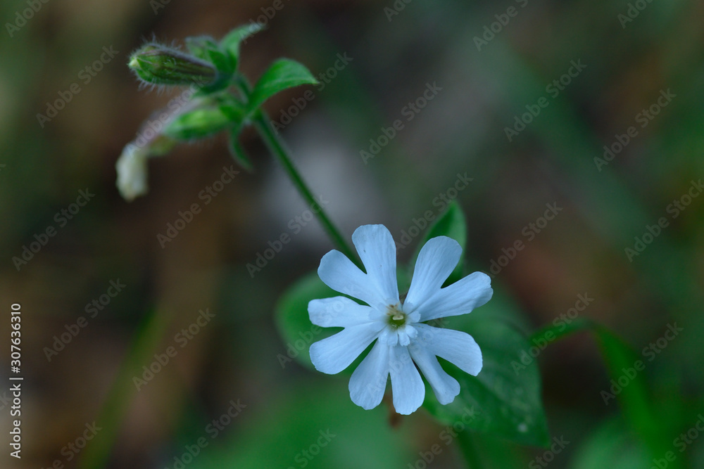 Breitblättrige Lichtnelke (Silene latifolia) in den alpen Breitblättrige Lichtnelke (Silene latifolia) in den alpen