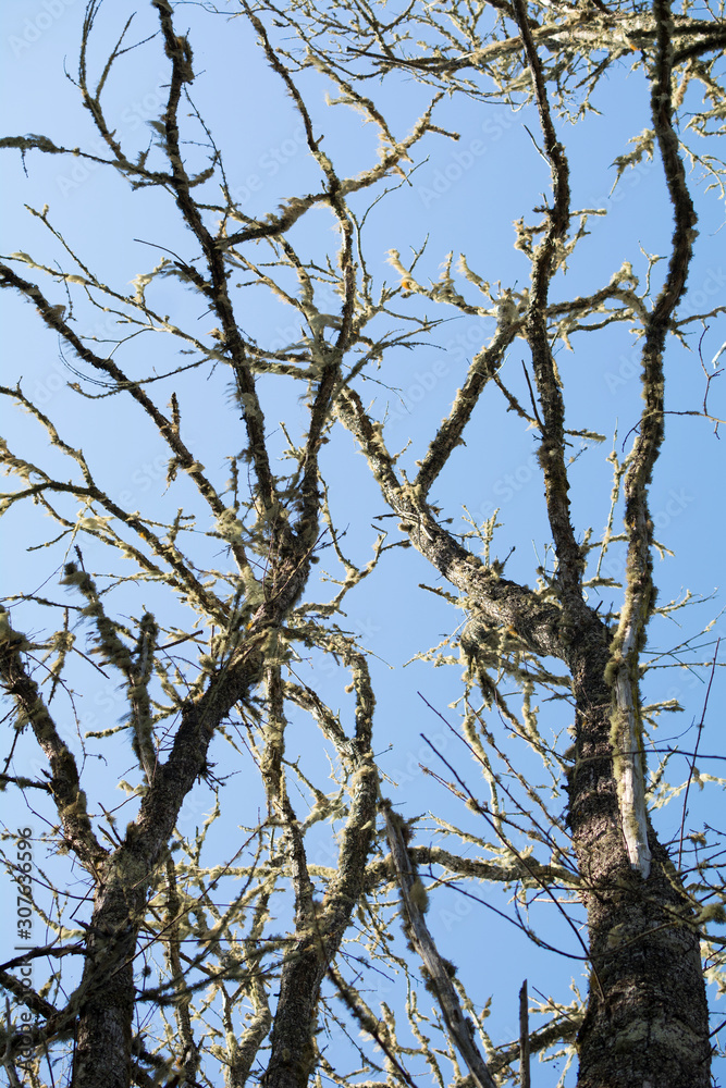 Dry tree branches over the blue morning sky. Vertical. Dry tree branches over the blue morning sky. Vertical.