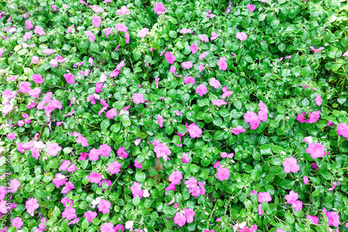 Bright pink impatiens hawkeri flowers