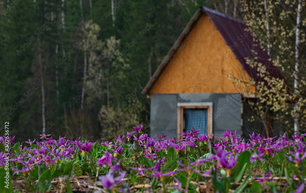 Russia. The Kuznetsk Alatau, the riverhead of the river Tom. Erythronium sibiricum Russia. The Kuznetsk Alatau, the riverhead of the river Tom. Erythronium sibiricum