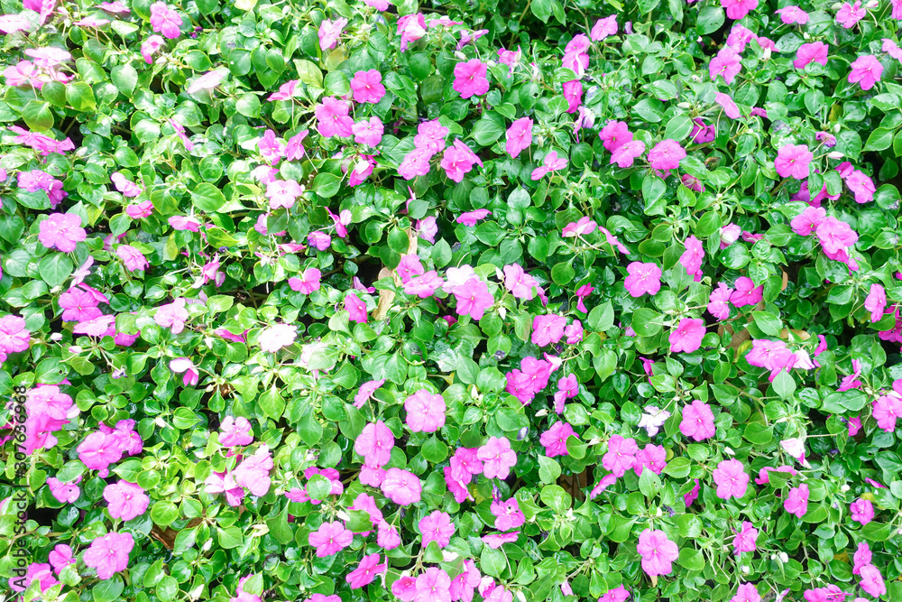 Fototapeta premium Bright pink impatiens hawkeri flowers
