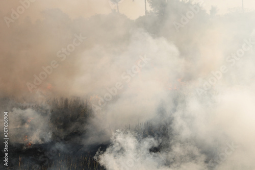 The agricultural waste burning cause of smog and pollution © somchai