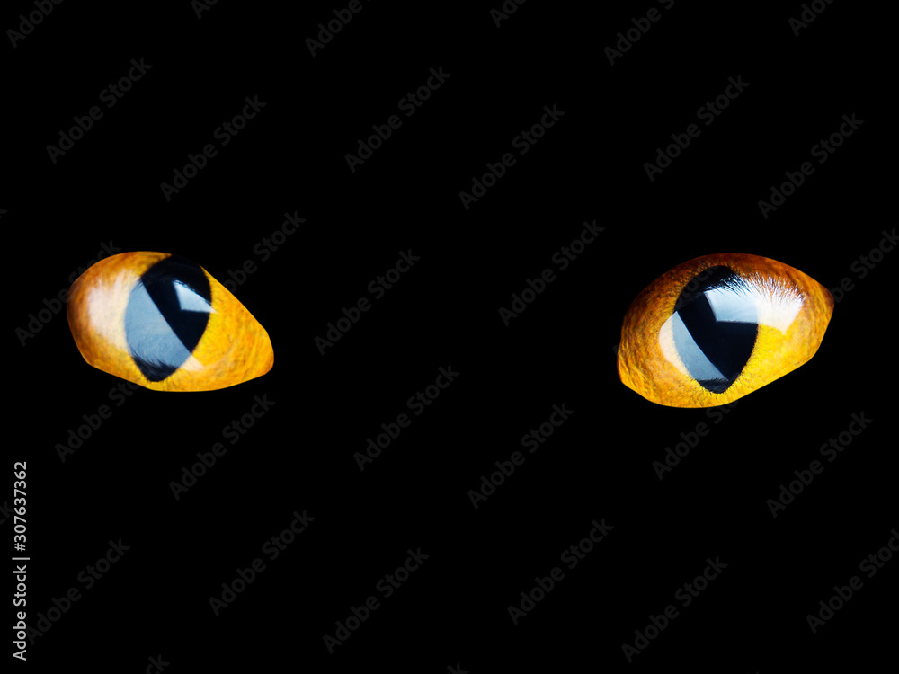 Orange cat eyes glow in the dark on a black background. Orange cat eyes glow in the dark on a black background.