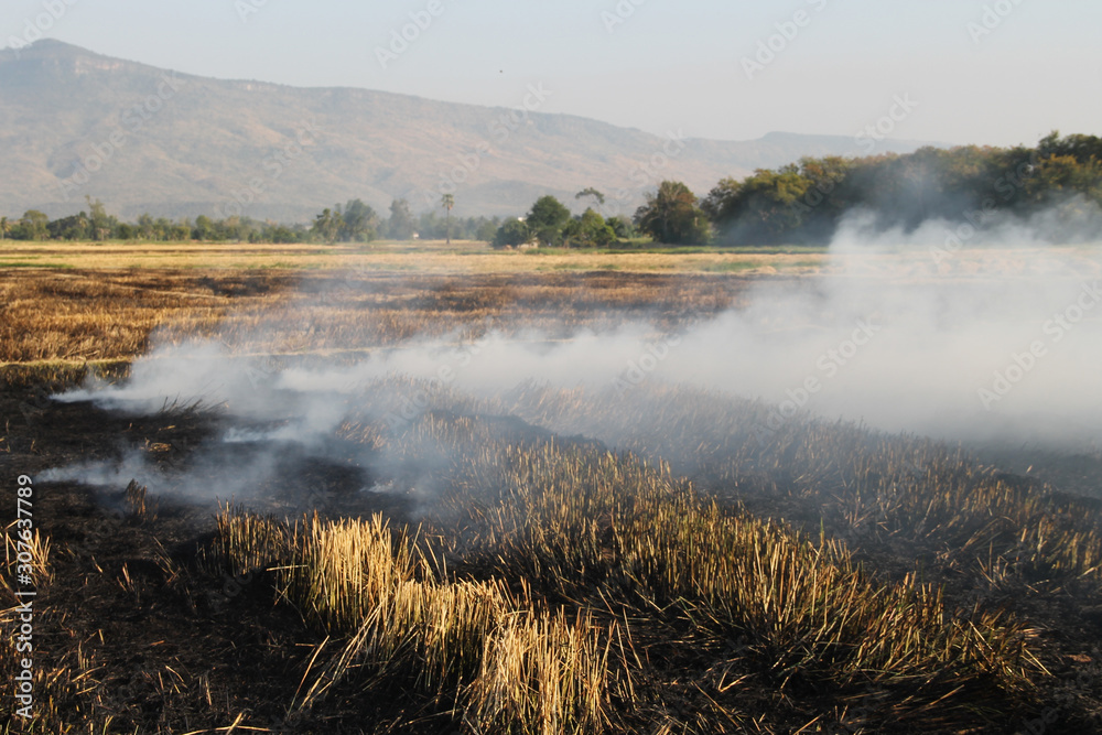 The agricultural waste burning cause of smog and pollution The agricultural waste burning cause of smog and pollution