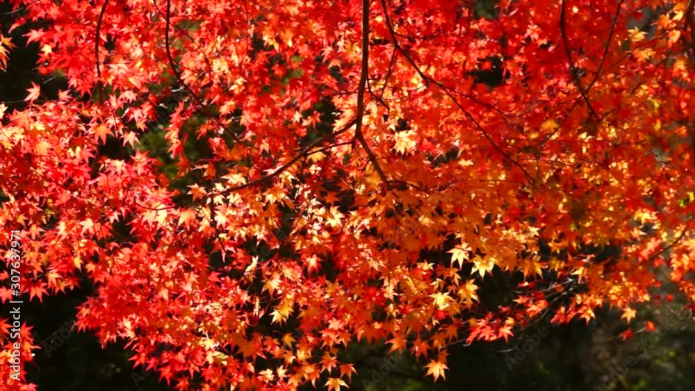 風に揺れる紅葉