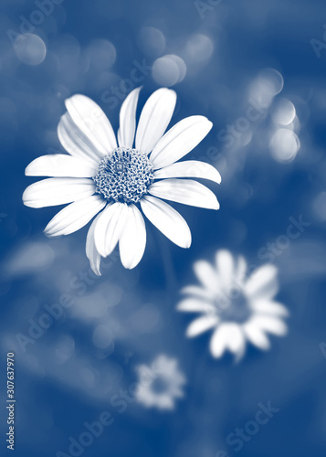 White summer flowers on a background of  classic blue foliage in a fairy garden. Macro artistic image. Selective focus.