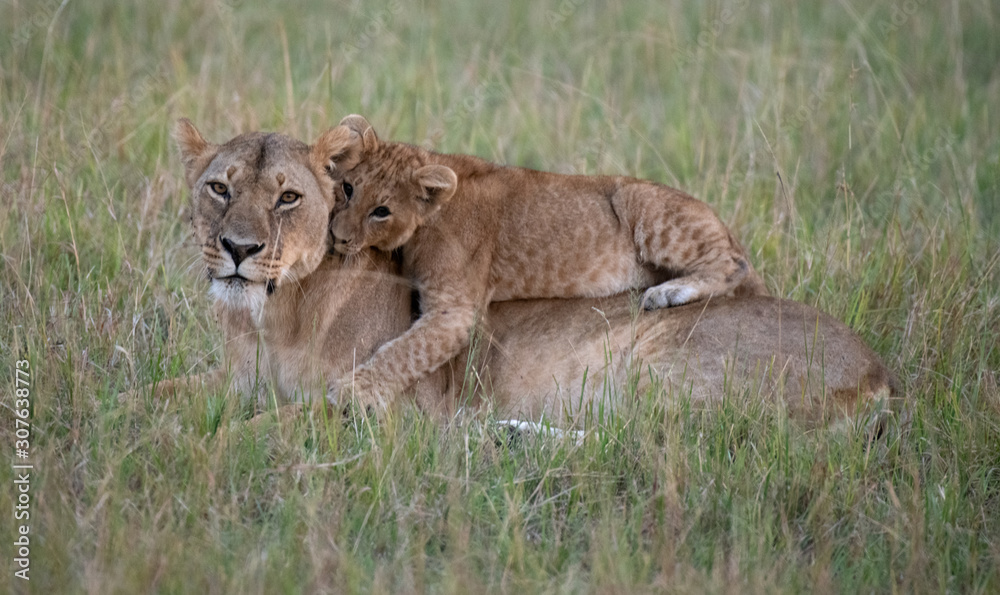 Fototapeta premium lion and lioness